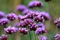 Vervain or Verbena herbaceous flowering plants with flower clusters of small partially open vivid dark pink to violet flowers