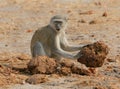 Vervet monkey