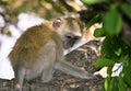 Vervet Monkey Royalty Free Stock Photo