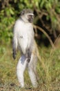 Vervet monkey