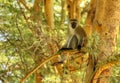 Vervet Monkey on Acacia tree branch