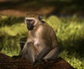 Vervet Monkey, Africa Royalty Free Stock Photo