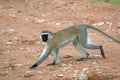 Vervet Monkey - Africa Royalty Free Stock Photo