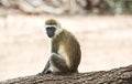 Vervet Monkey, Africa Royalty Free Stock Photo