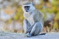 Vervet Monkey, Africa Royalty Free Stock Photo