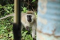 Vervet monkey around human settlements in Kenya.