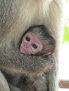 Vervet Monkey Baby Face
