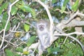 Vervet Monkey