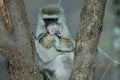 Vervet monkey with baby