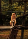 Vervet monkey, Barbary macaque with background