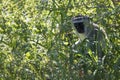 Vervet monkey with blue scrotum looking away from an African savannah tree