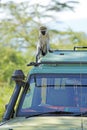 Vervet monkey on the canopy of a jeep
