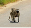 Vervet Monkey carrying her young one Royalty Free Stock Photo