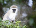 Vervet Monkey, Cercopithecidae , sitting on shrub,