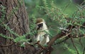 Vervet Monkey, cercopithecus aethiops, Adult eating Leaves of Acacia tree, Kenya Royalty Free Stock Photo