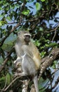 Vervet Monkey, cercopithecus aethiops, Adult standing on Branch, Kruger Park in South Africa Royalty Free Stock Photo