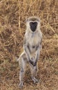 VERVET MONKEY cercopithecus aethiops, FEMALE STANDING ON HIND LEGS, KENYA Royalty Free Stock Photo