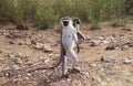 VERVET MONKEY cercopithecus aethiops, FEMALE STANDING ON HIND LEGS, KENYA Royalty Free Stock Photo