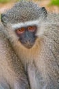 Vervet Monkey, Cercopithecus aethiops, Kruger National Park Royalty Free Stock Photo