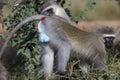 Vervet Monkey, cercopithecus aethiops, Pair Grooming, Kruger Park in South Africa Royalty Free Stock Photo