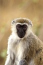 Vervet Monkey, cercopithecus aethiops, Portrait of Female, Kenya Royalty Free Stock Photo