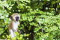 Vervet monkey (Cercopithecus aethiops) sitting in a tree, South Royalty Free Stock Photo