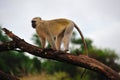 Vervet Monkey (Ceropithecus aethiops) Royalty Free Stock Photo