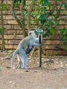 Vervet Monkey & x28;Chlorocebus aethiops& x29;, taken in South Africa Royalty Free Stock Photo