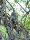 Vervet Monkey (Chlorocebus aethiops), taken in South Africa Royalty Free Stock Photo