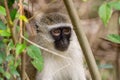 Vervet Monkey (Chlorocebus aethiops), taken in South Africa Royalty Free Stock Photo