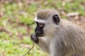 Vervet Monkey (Chlorocebus aethiops), taken in South Africa Royalty Free Stock Photo