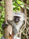 Vervet Monkey & x28;Chlorocebus aethiops Royalty Free Stock Photo