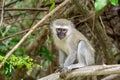 Vervet Monkey & x28;Chlorocebus aethiops& x29;, taken in South Africa Royalty Free Stock Photo