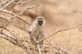 Vervet Monkey (Chlorocebus aethiops), taken in South Africa Royalty Free Stock Photo
