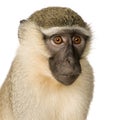 Vervet Monkey - Chlorocebus pygerythrus Royalty Free Stock Photo