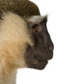 Vervet Monkey - Chlorocebus pygerythrus Royalty Free Stock Photo
