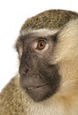 Vervet Monkey - Chlorocebus pygerythrus