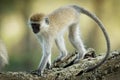 Vervet Monkey - Chlorocebus pygerythrus - monkey of Cercopithecidae native to Africa, similar to malbrouck Chlorocebus cynosuros