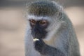 Vervet monkey( Chlorocebus pygerythrus) eating a piece of toast