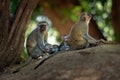 Vervet Monkey - Chlorocebus pygerythrus - family with parents and children of monkey of the family Cercopithecidae native to