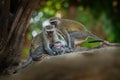 Vervet Monkey - Chlorocebus pygerythrus - family with parents and children of monkey of the family Cercopithecidae native to Royalty Free Stock Photo