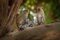 Vervet Monkey - Chlorocebus pygerythrus - family with parents and children of monkey of the family Cercopithecidae native to Royalty Free Stock Photo