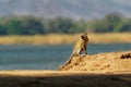 Vervet Monkey - Chlorocebus pygerythrus - family with parents and children of monkey of the family Cercopithecidae native to