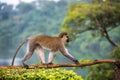 Vervet monkey, chlorocebus pygerythrus in Jinja, Uganda.