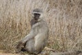 Vervet monkey (Chlorocebus pygerythrus)