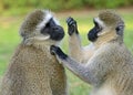 Vervet monkey Royalty Free Stock Photo