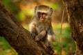 Vervet Monkey - Chlorocebus pygerythrus Old World monkey of the family Cercopithecidae native to Africa, very similar to malbrouck Royalty Free Stock Photo