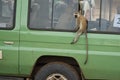 Vervet monkey Chlorocebus pygerythrus Old World monkey of the family Cercopithecidae Africa Portrait robber