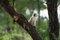 Vervet monkey Chlorocebus pygerythrus Old World monkey of the family Cercopithecidae Africa Portrait