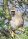Vervet monkey on a tree, Nakuru, Kenya, Africa Royalty Free Stock Photo